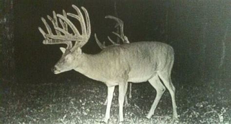 The Internet's Top 8 Deer Trail Camera Pictures