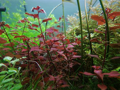 Ludwigia Var Super Mini Red Rplantedtank