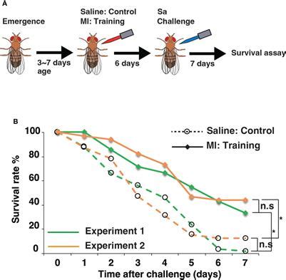 Frontiers Genetic Dissection Of Innate Immune Memory In Drosophila