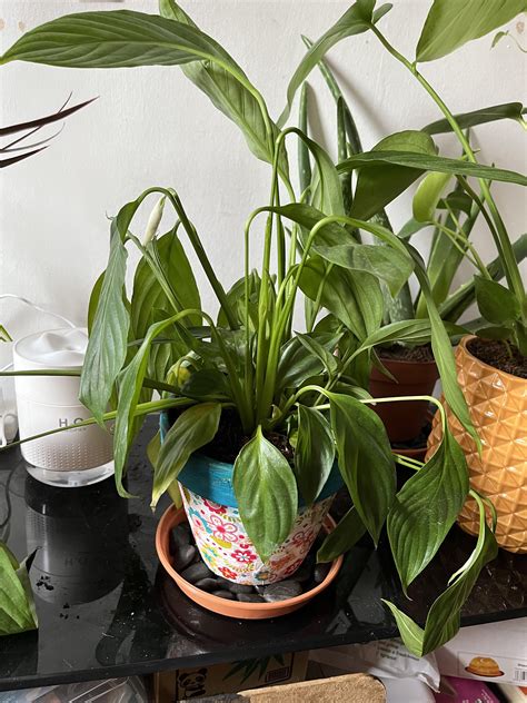 Peace lily : r/houseplants