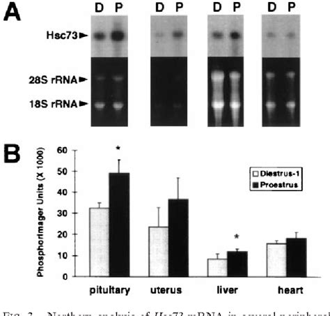 Figure 3 From The 70 KDa Heat Shock Cognate Protein Hsc73 Gene Is