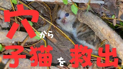 【保護猫】穴から出られない生後2ヵ月の子猫を保護しました Youtube