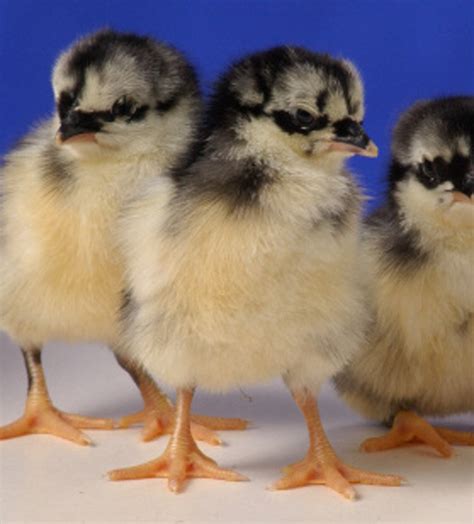 Black Sumatra Chicken: Baby Chicks for Sale | Cackle Hatchery