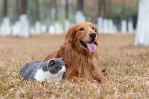 Archives Des Races De Chien Tout Chien Le Magazine