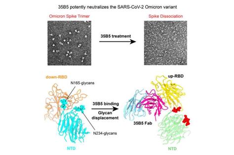 Scientists Reveal How 35B5 Antibody Neutralizes SARS CoV 2 Omicron