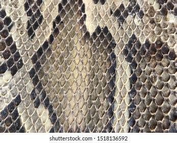 9,565 Black white snake skin Stock Photos, Images & Photography ...