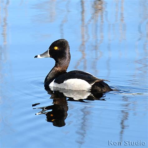 Ring-necked Duck – Imagine Our Florida, Inc