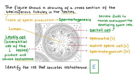 Seminiferous Tubules Cross Section