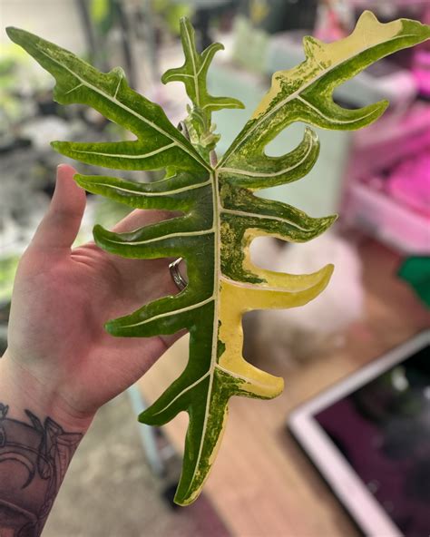 Greener Covens (@greener_covens) • Instagram photos and videos