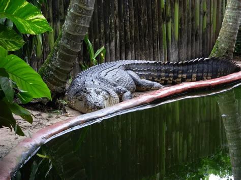 5 Largest Crocodiles In The World