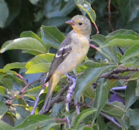 Bird of the Day: Western Tanager