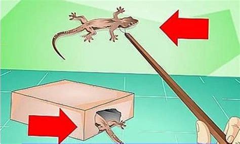 How To Make a Lizard Trap Out Of A Shoe Box? - The Shoe Box NYC