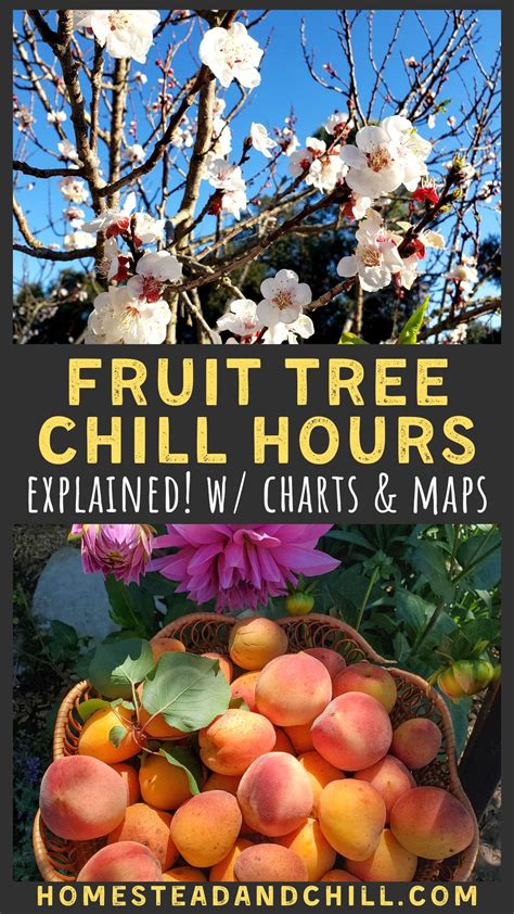 Its Essential To Pay Attention To Chill Hours When Selecting Fruit