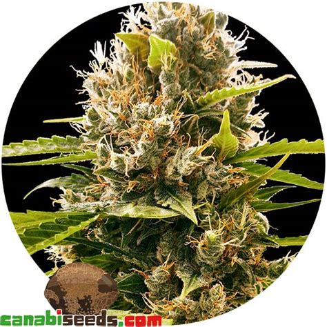 Mandarin Punch Sensi Seeds