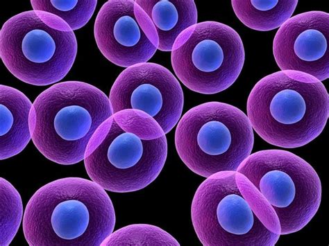 The Structure and Functions of a Cell Nucleus Explained - Biology Wise