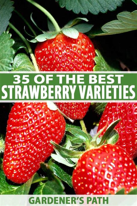 35 Of The Best Strawberry Varieties For Home Gardeners