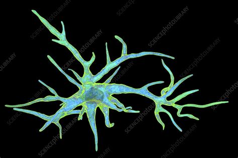 Astrocyte Nerve Cells Illustration Stock Image F0256932 Science