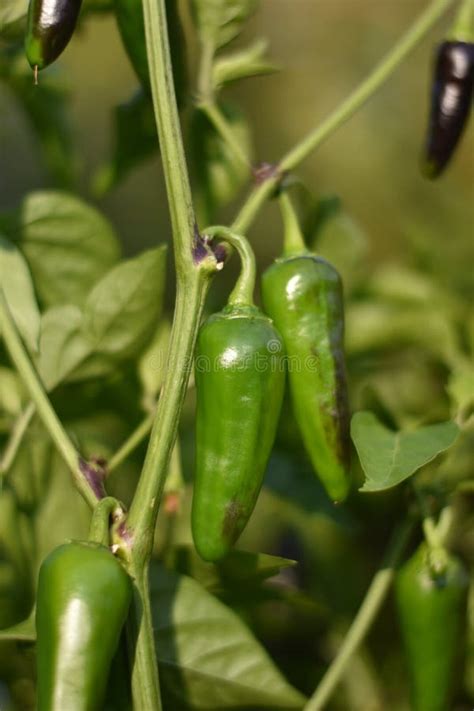 Habaneros Chili Pepper Plant Stock Photo - Image of chilis, plant ...