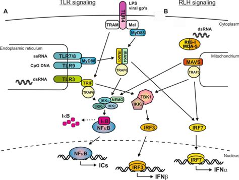 1 Signaling Pathways Of Toll Like Receptors And Rig I Like Helicases Download Scientific