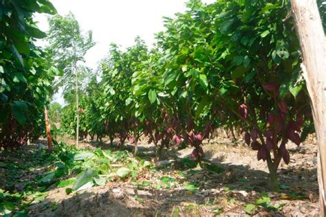 Exportador De La Semana Así Es La Empresa Que Enaltece El Cultivo De Cacao Colombiano Y Exporta