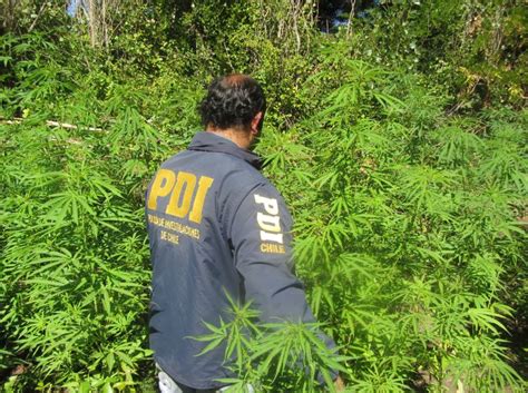 Los Ángeles decomisaron 345 plantas de Marihuana y se detuvo a tres