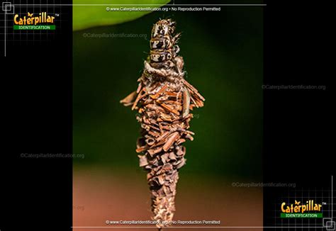 Evergreen Bagworm