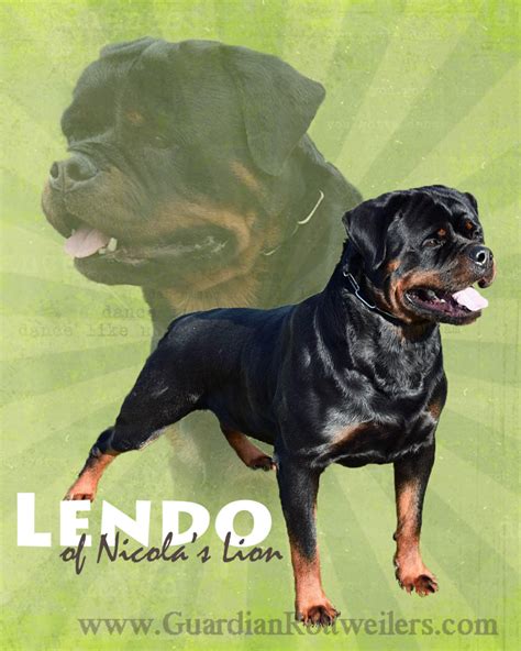 Lendo Of Nicolas Lion Guardian Rottweilers