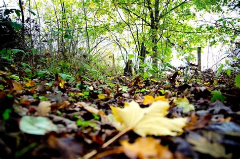 Imagen 4K Ultra HD de una hermosa vista del colorido árbol de otoño con