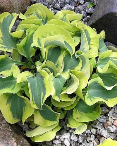 Variegated Hostas: 35 Varieties With Full Topic Overview – World of Garden Plants