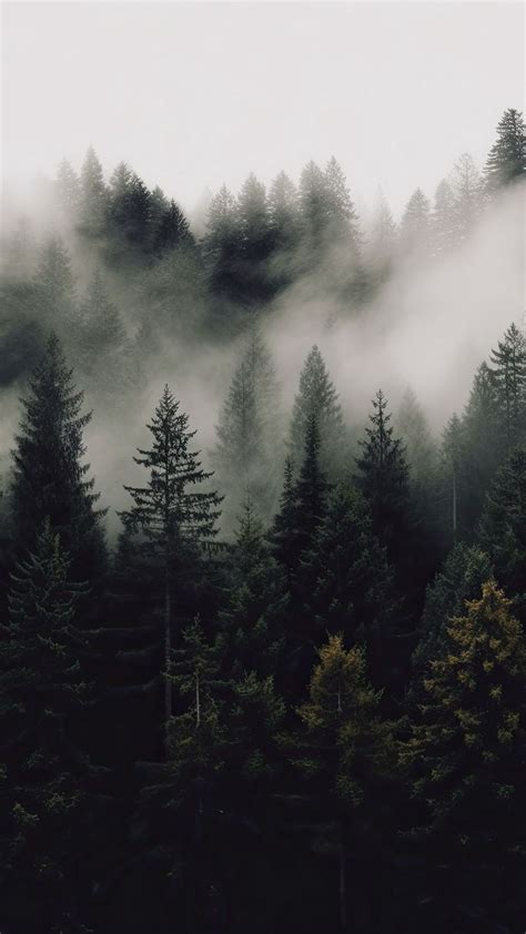 Misty Forest Landscape