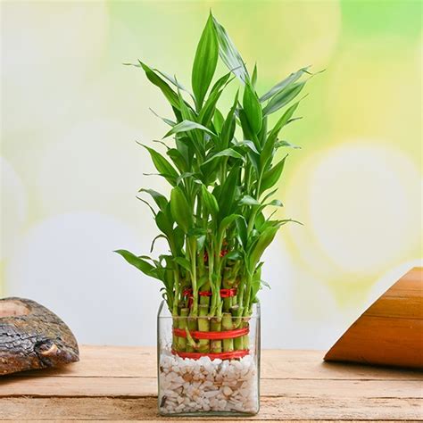 Wish Good Fortune With Layer Lucky Bamboo In A Square Glass Vase With