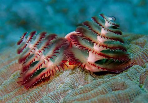 These Festive Fellas Are Christmas Tree Worms Spirobranchus Giganteus