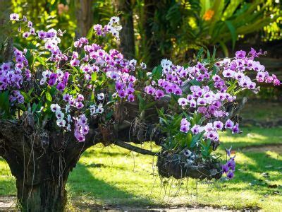 Where To Find Orchids In The Wild