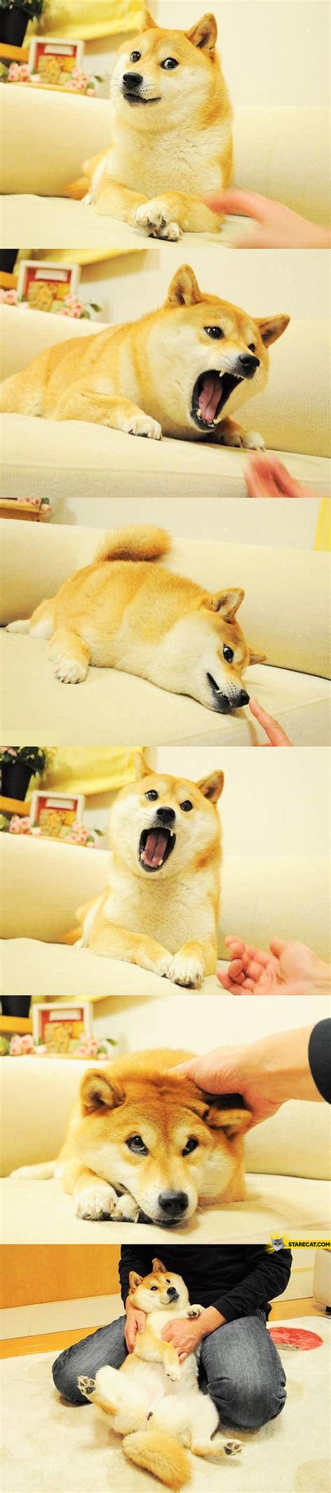 Doge meme original photos | StareCat.com