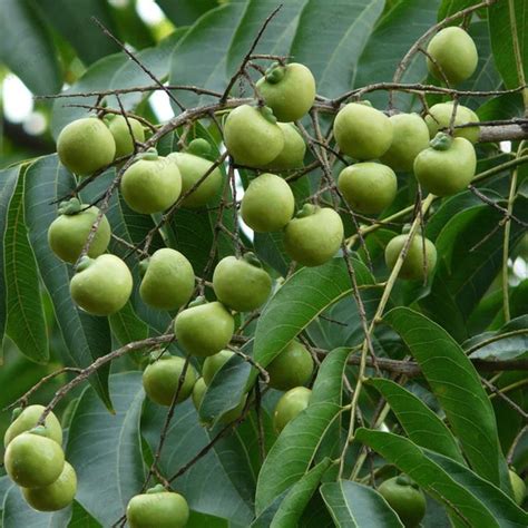 Sapindus Mukorossi Soap Nut Soapberry Tree 3pcs Seeds UrbanGardenSeed