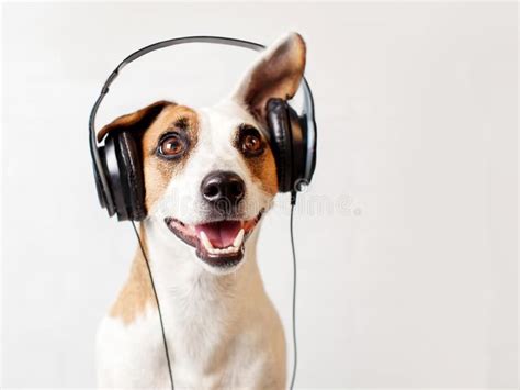 Dog in headphones listening to music. Happy pet , #Ad, #listening, # ...