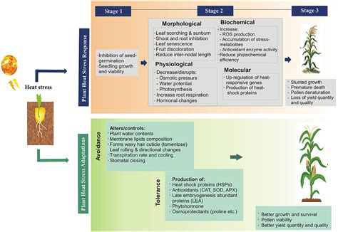 Frontiers What Did We Learn From Current Progress In Heat Stress