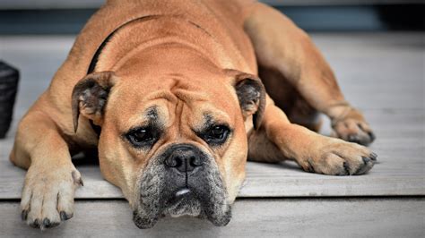 El Mejor Truco Casero Para Limpiar Las Patas Del Perro