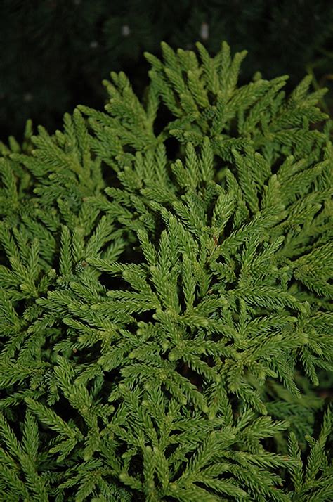 Little Champion Japanese Cedar Cryptomeria Japonica Little Champion