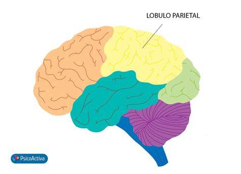 anatomia del lobulo parietal
