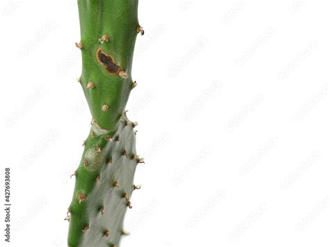 Opuntia Prickly Pear Cactus With Brown Spot Isolated On White