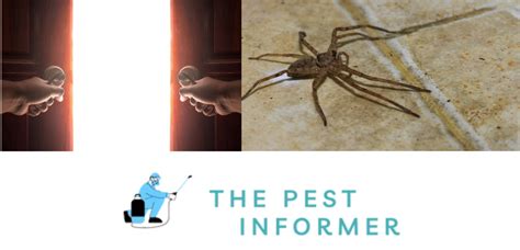 What Attracts Spiders To Your Home Prevent Spiders The Pest Informer