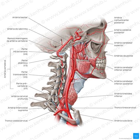 Principais Art Rias Veias E Nervos Do Corpo Anatomia Kenhub