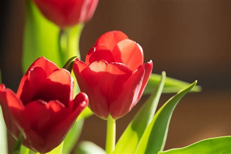 Flower Tulips Red Free Photo On Pixabay Pixabay