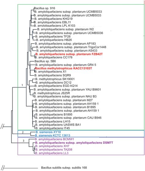 Phylogenetic Tree Of Bacillus Amyloliquefaciens Chromosomes Currently