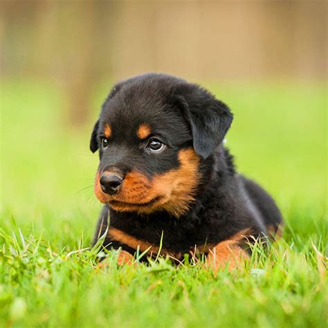 #1 | Rottweiler Puppies For Sale In Columbus OH | Uptown