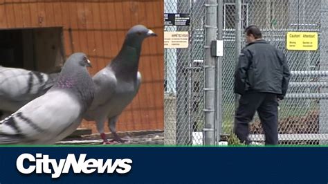 Pigeon Caught Smuggling Crystal Meth In A Bc Correctional Facility