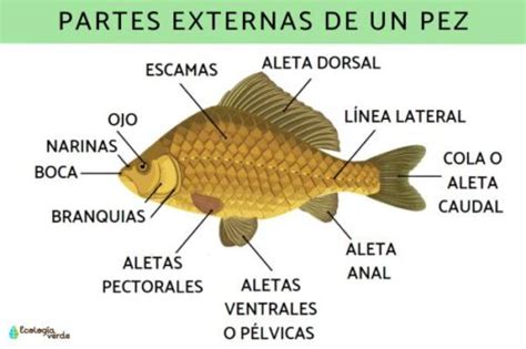 Descubre Todo Sobre La Información De Los Peces Características Tipos