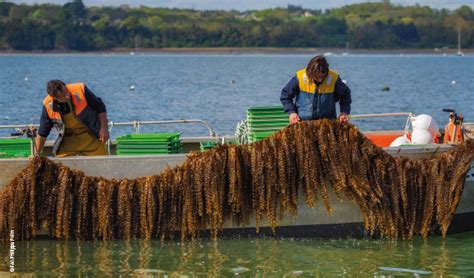 New Report Urges Food Safety Guidance On Seaweed Food Safety And Quality Food And