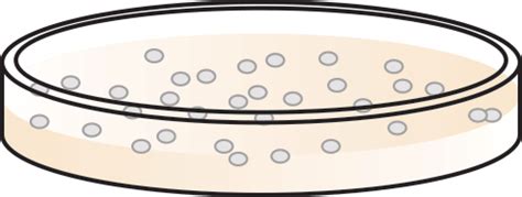 Pglo Plasmid Map And Resources Bio Rad